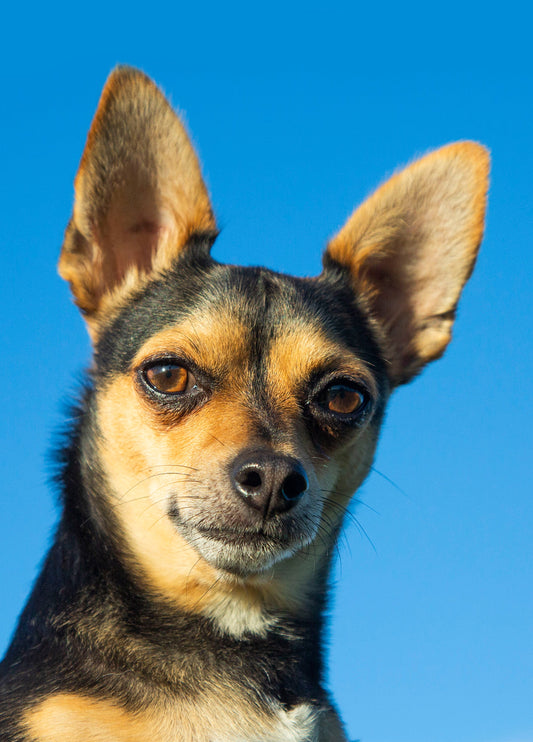 Cute Dog Keeping An Eye On You Card