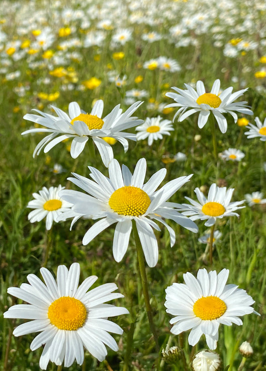 Daisy Daisy Have A Fabulous Day Card