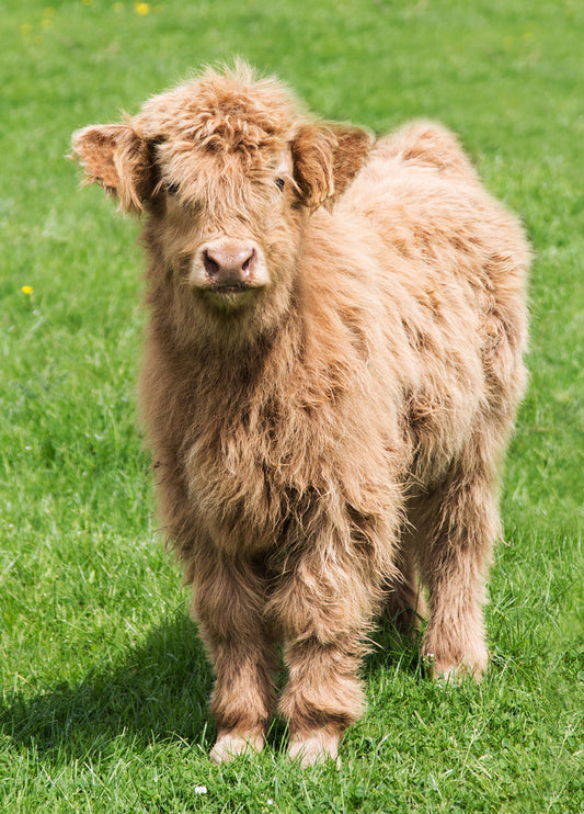 Highland Cow Birthday Card