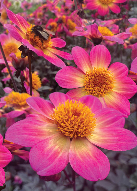 Flower Card - Pink Dhalia Birthday Card