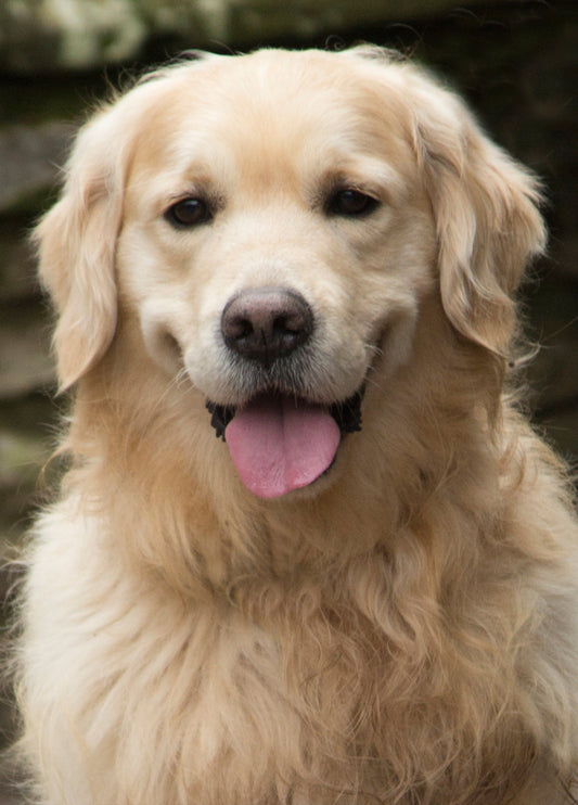 Golden Retriever Card