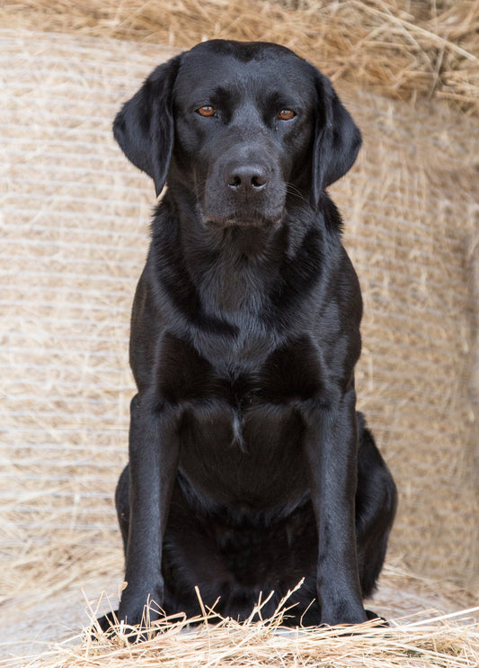 Black Labrador Card