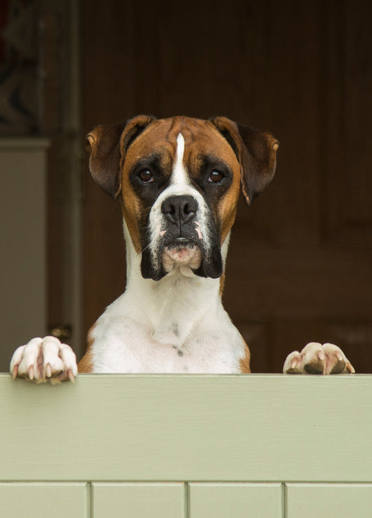 Boxer Dog Greeting Card
