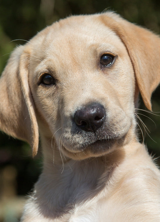 Labrador Puppy Card