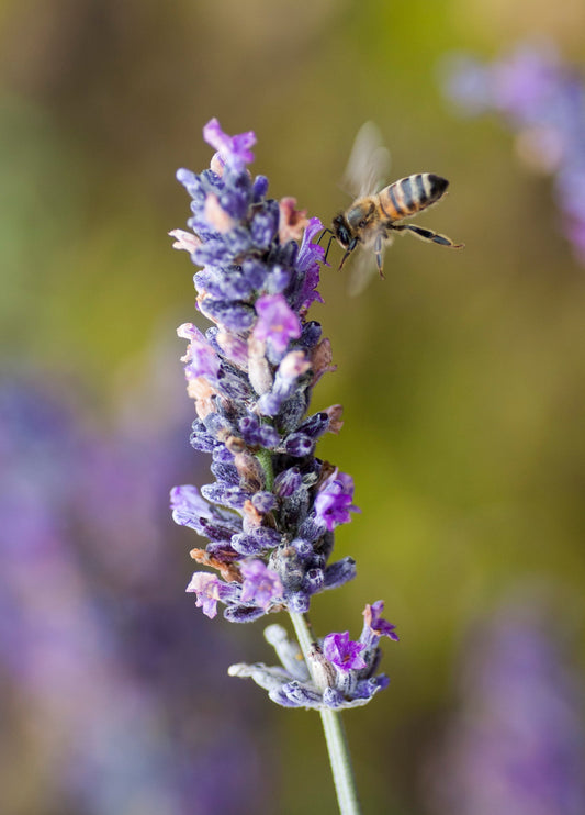 Lavender And Bee Card