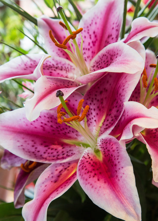 Stargazer Lily Card