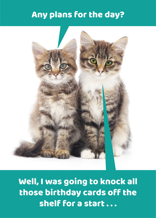 Cat - Plans For The Day