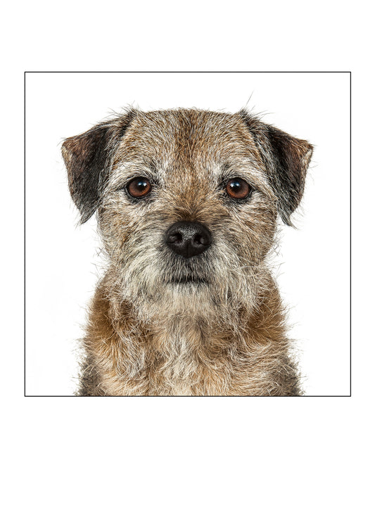 Border Terrier Card