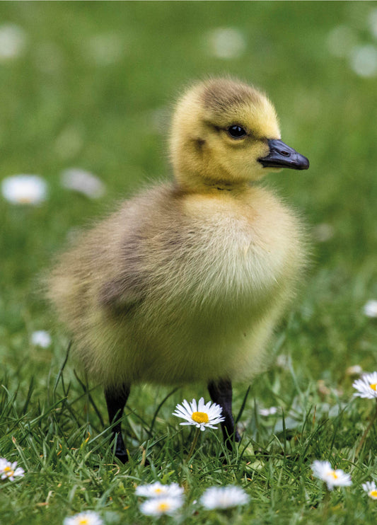 Easter Chick Photo Card