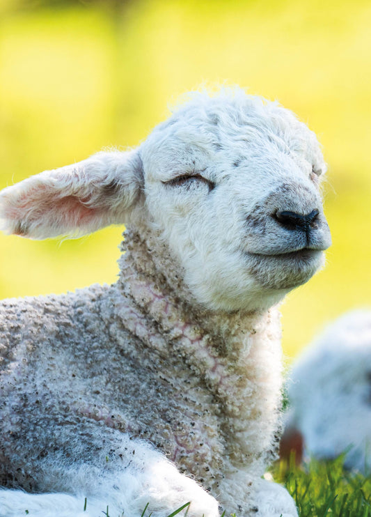 Sleepy Lamb Photo Card