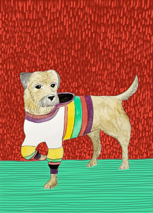 Border Terrier In A Stripy Jumper