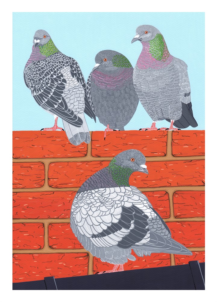 Pigeons Card