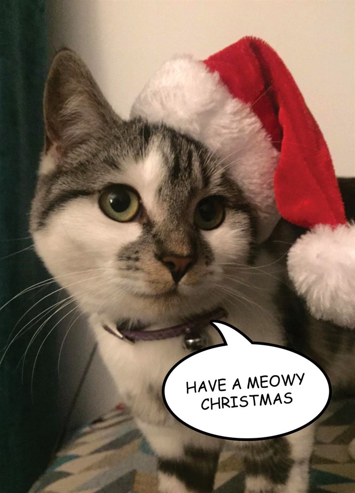 Have A Meowy Christmas Card