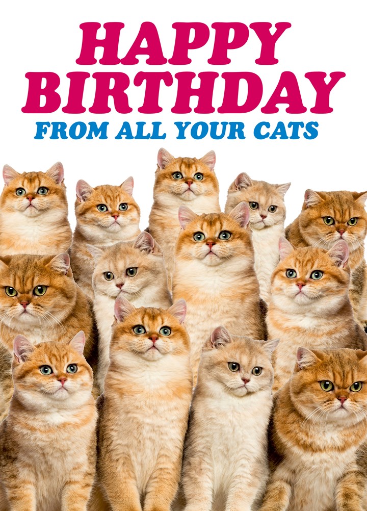 Happy Birthday From All Your Cats Card