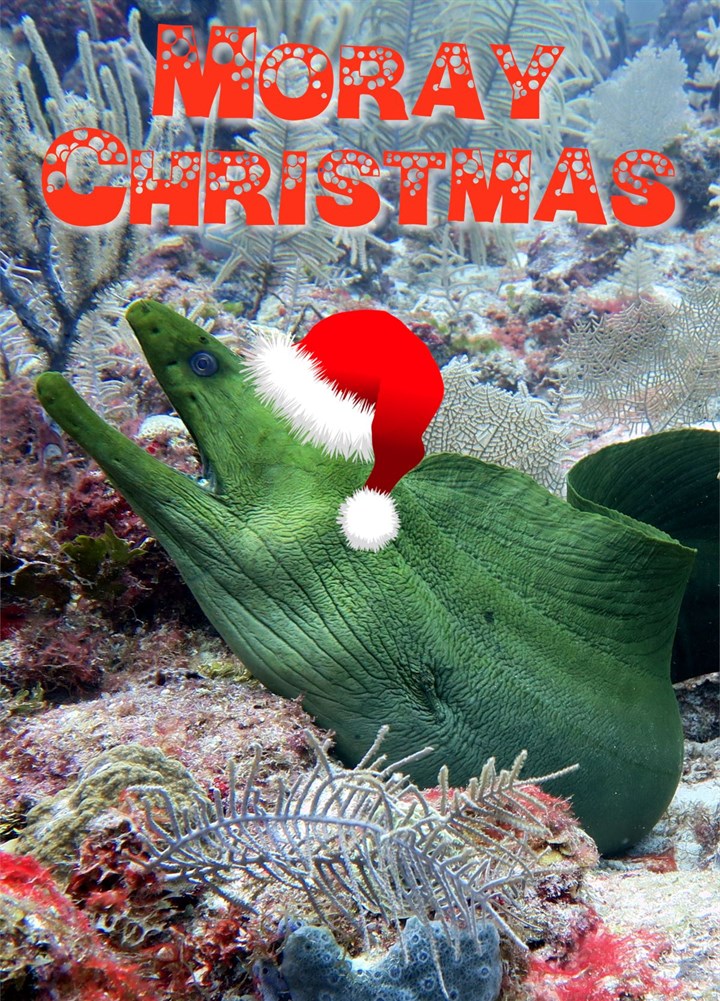 Moray Christmas Card