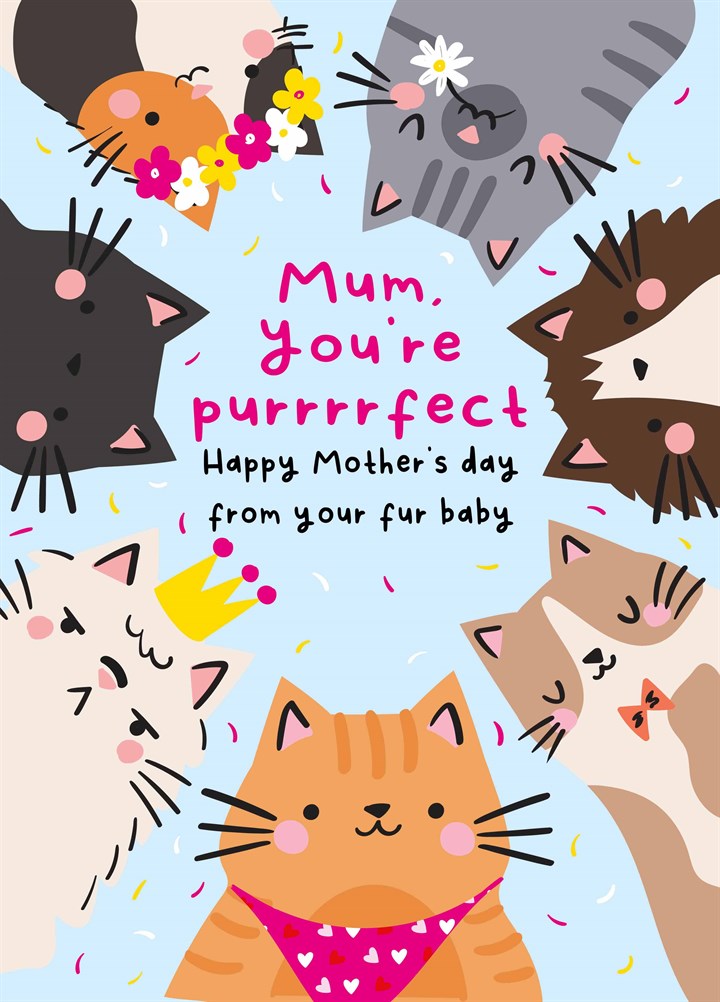 Purrrrfect From The Cat Mother's Day Card