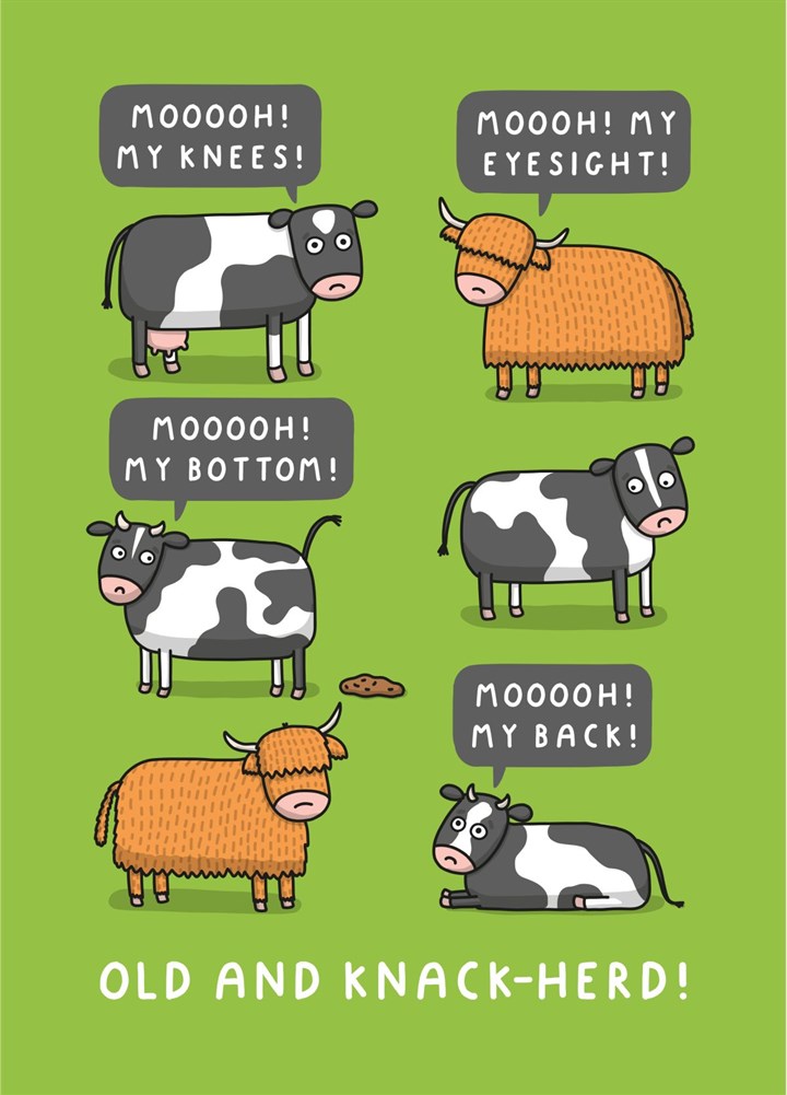 Old And Knack-Herd! Funny Cow Birthday Card