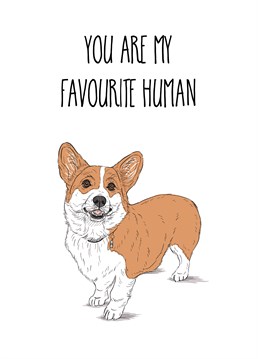An adorable Corgi dog features on this cute 'you are my favourite human' card.