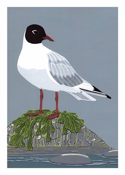 I have never seen a seagull with a black head that is insane. A Birthday card designed by Bird.