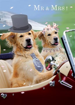 Say congrats to the happy couple with this lovely Wedding cardmix Wedding card, great for dog lovers.