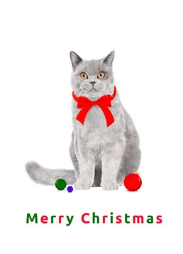 The perfect Christmas card for any cat lover.
