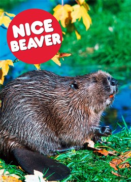 Yes, the beaver has returned to the British Isles and is making a strong resurgence in all the right areas. Dean Morris has this Anniversary card to celebrate the fact.