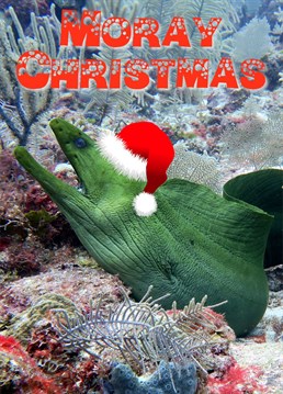 Send your friends and family Christmas fishes with this eel-arious card.