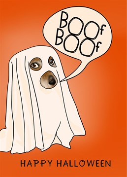 Happy Halloween from the ghost dog. That's a BOOf BOOf not a woof ;).   Really scary...