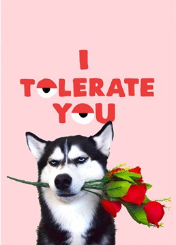 One brilliant thing about being in a relationship is that they're the only human being you can tolerate on a regular basis, romantic isn't it? Let them know with this cute Jolly Awesome Anniversary card.