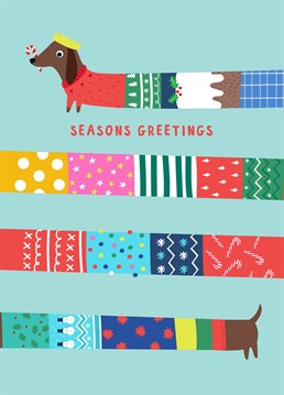 If you love a sausage dog you will love this extra long sausage dog with the longest Christmas jumper in the world!