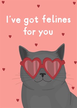 'I've got felines for you' Anniversary Card, the purr-fect card to give to your favourite human.