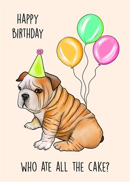 Happy Birthday- Who ate all the cake?   Funny chubby English bulldog themed Birthday card  Perfect birthday card from the dog