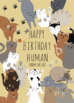 The essential birthday card for any cat lover!