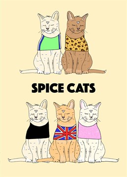 I'll tell you want, what I really, really want. I wanna cat, I wanna cat, I wanna cat, I wanna cat. I wanna really, really, really wanna spice girls cat! Designed by Pearl Ivy.
