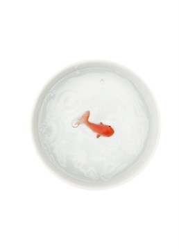 You shall have a fishy, on a little dishy!. Novelty ceramic water bowl. 3D goldfish illusion inside. Dimensions: 12.4cm diameter, 4.3cm high. Why not pull a prank on your pet? Keep your cat busy for hours as they study this realistic looking goldfish swimming around the bottom of their water bowl. What a cheek, who does that fish think he is?! In fact, the hand-painted fish is firmly stuck to the bottom of this ceramic white bowl but watch how long it takes your pet to work it out. They may even try to evict or take a little bite out of the unwanted visitor! This Fish Pet Bowl can be wiped clean but there's no getting rid of that pesky fishy!