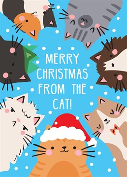 Which one looks like your fur baby? Make sure your loved one gets a cute Christmas card from their favourite family member! Designed by Scribbler.