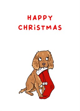 Send Christmas wishes with this 'Cocker Spaniel with Christmas Stocking' Christmas card.
