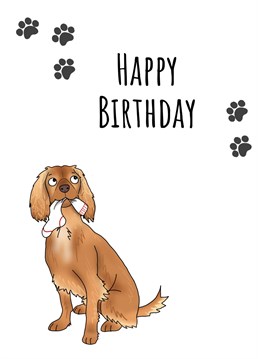 Send birthday wishes with this 'Golden Cocker Spaniel Birthday Card'.