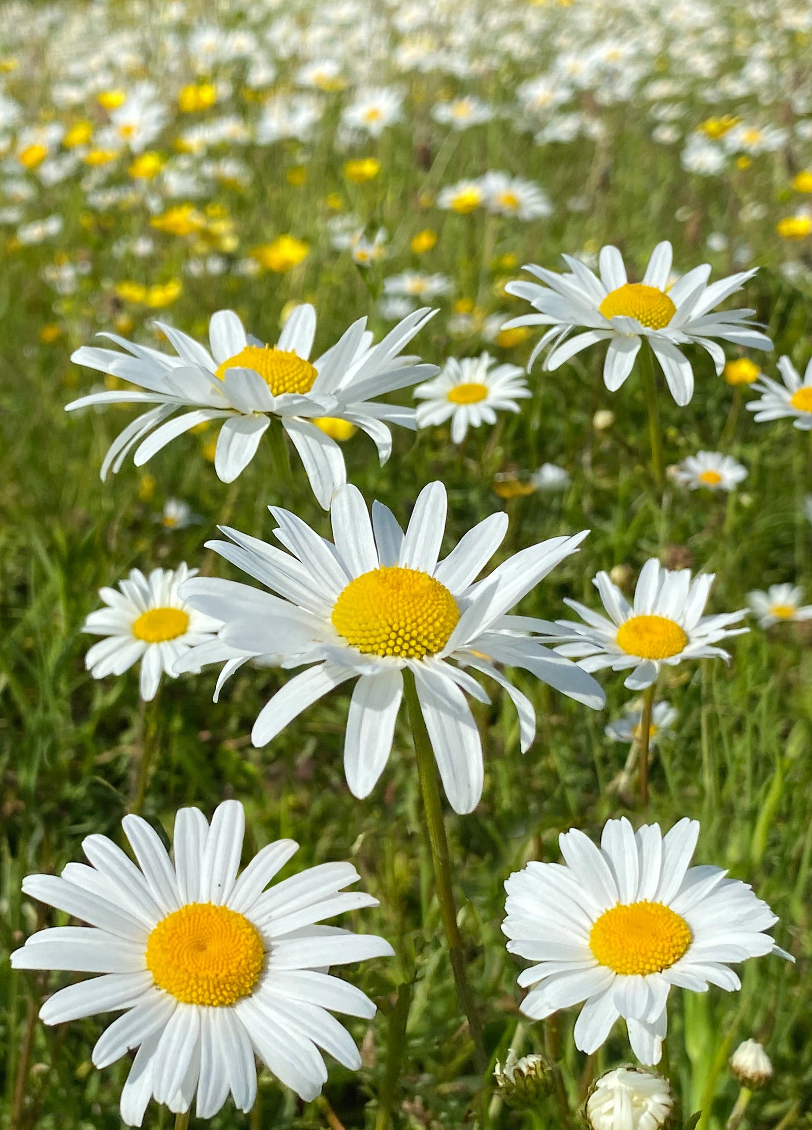 Daisy Daisy Have A Fabulous Day Card