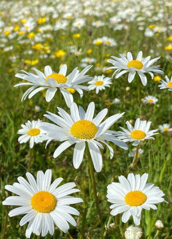 Daisy Daisy Have A Fabulous Day Card