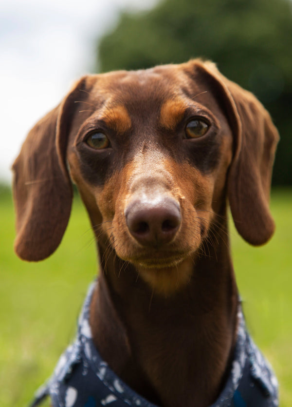 Daschund Dog Card