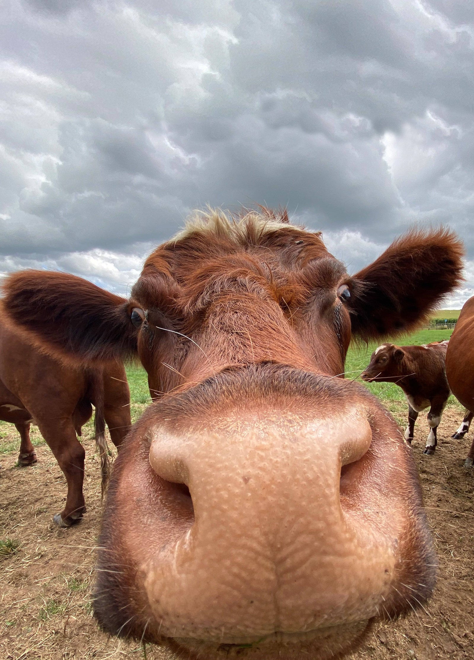Funny Cow Card