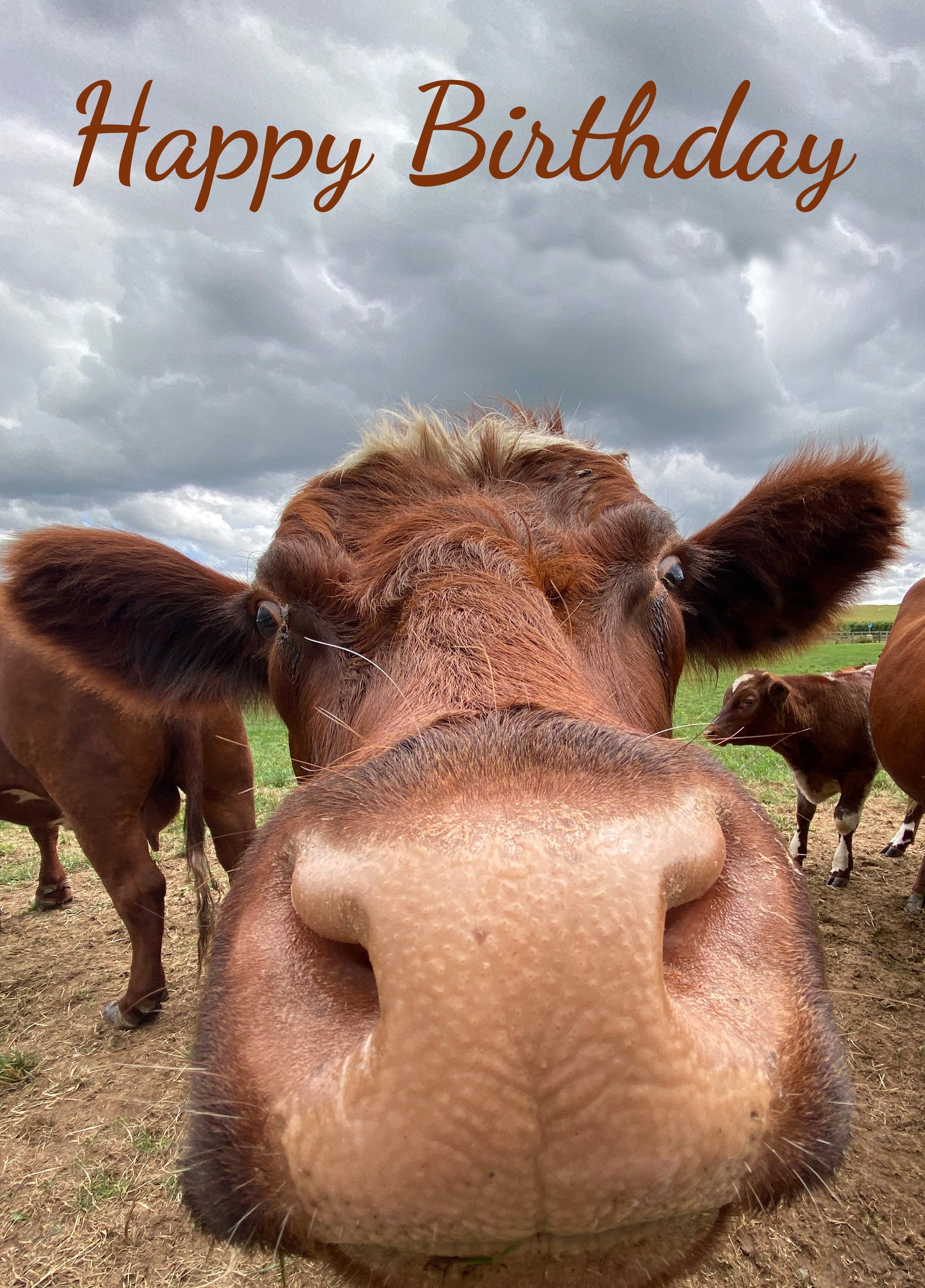 Funny Cow Birthday Card
