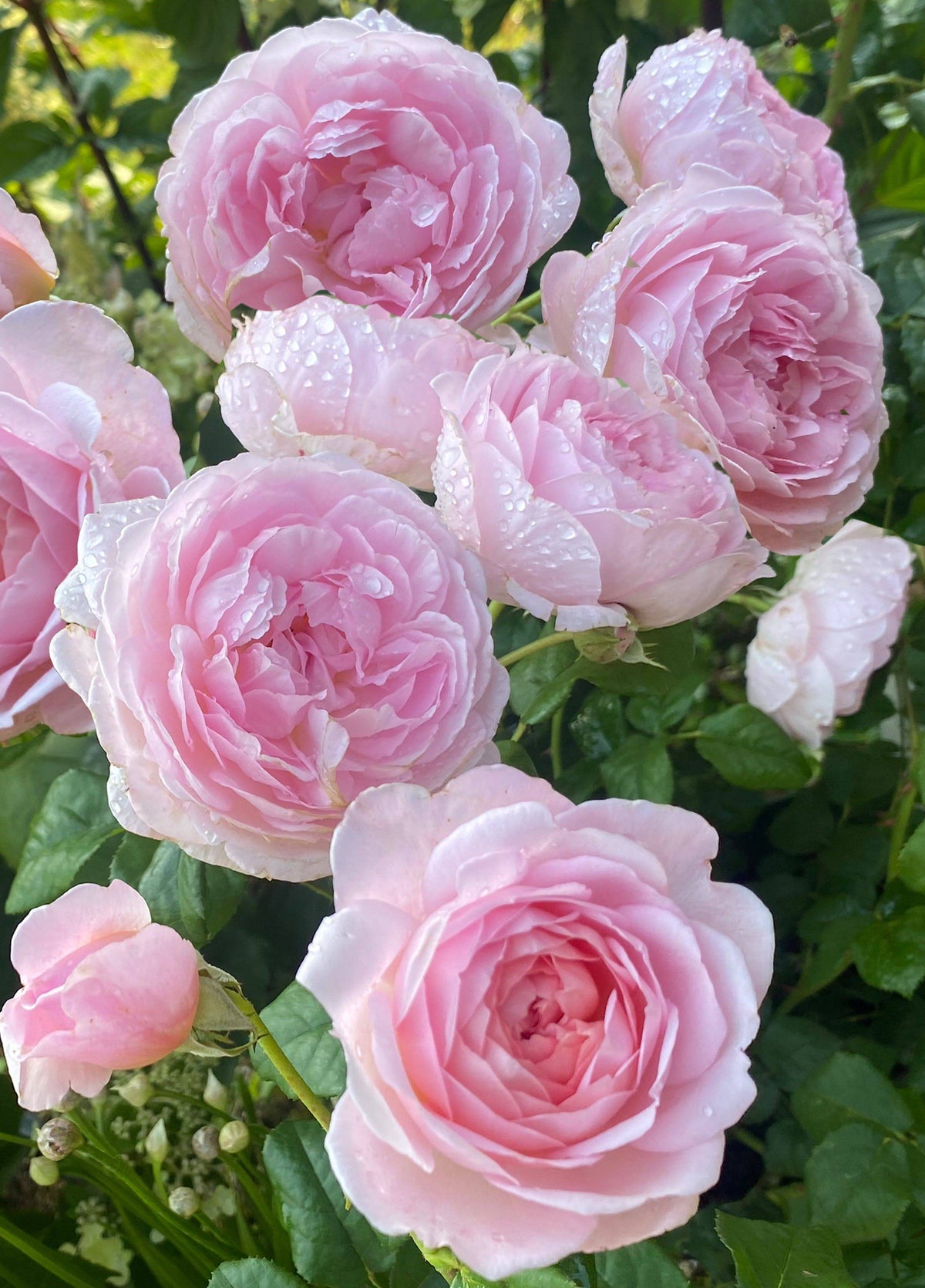 Pink Rose Card