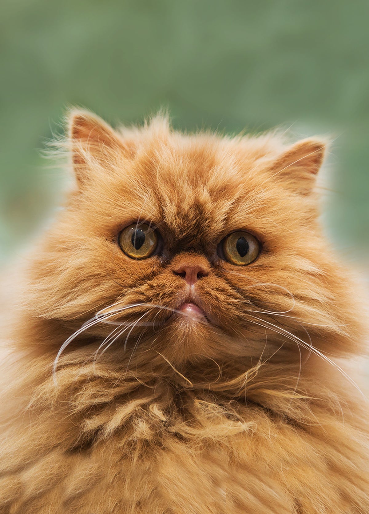 Grumpy Cat Card