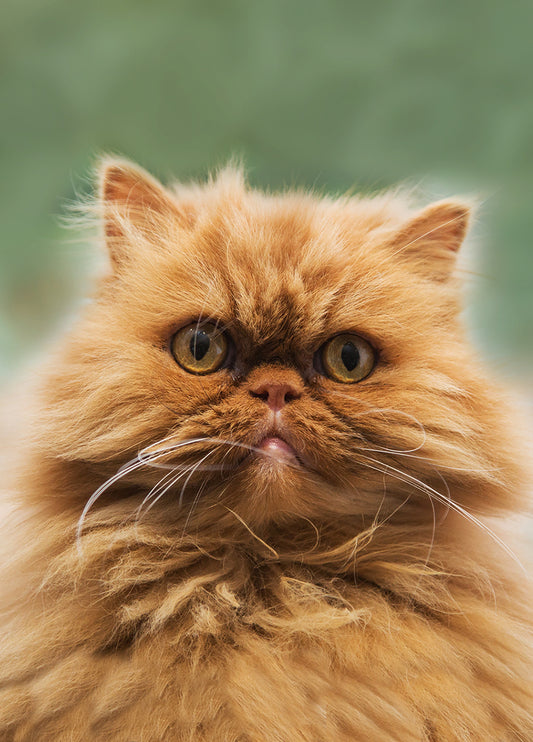 Grumpy Cat Card