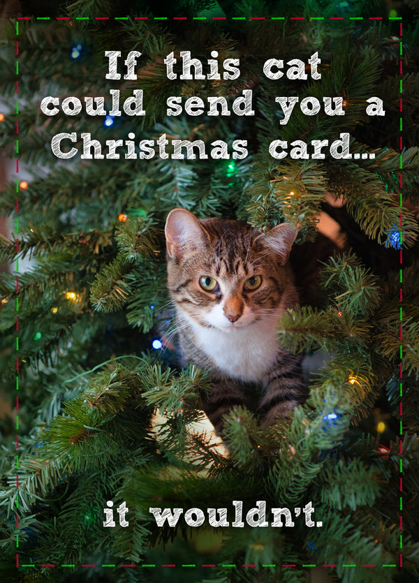 If This Cat Could Send A Card