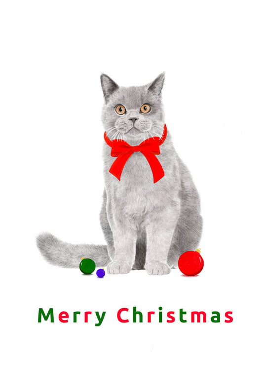 Christmas Cat Card