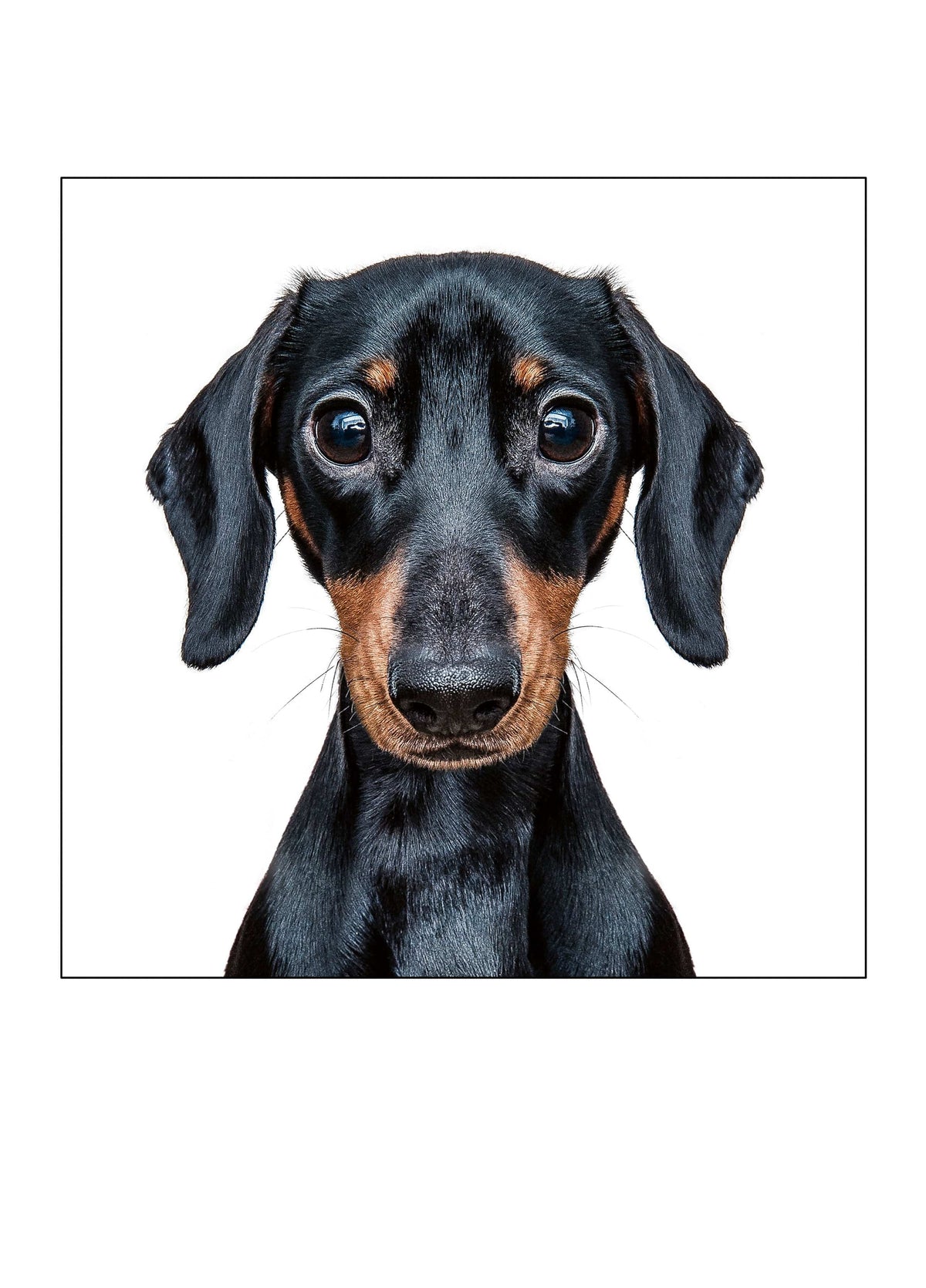 Mini Dachshund Card