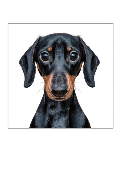 Mini Dachshund Card